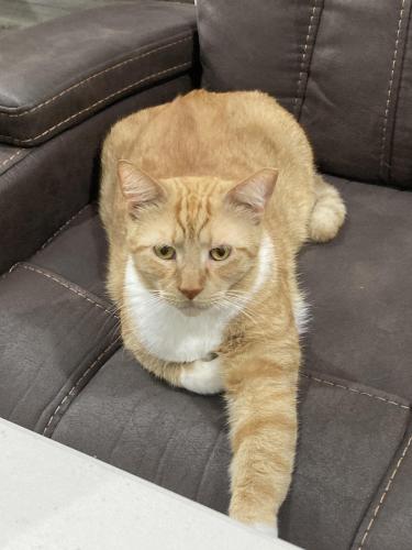 Lost Male Cat last seen SW 148th Street and Marion Oaks Pass, Marion County, FL 34473