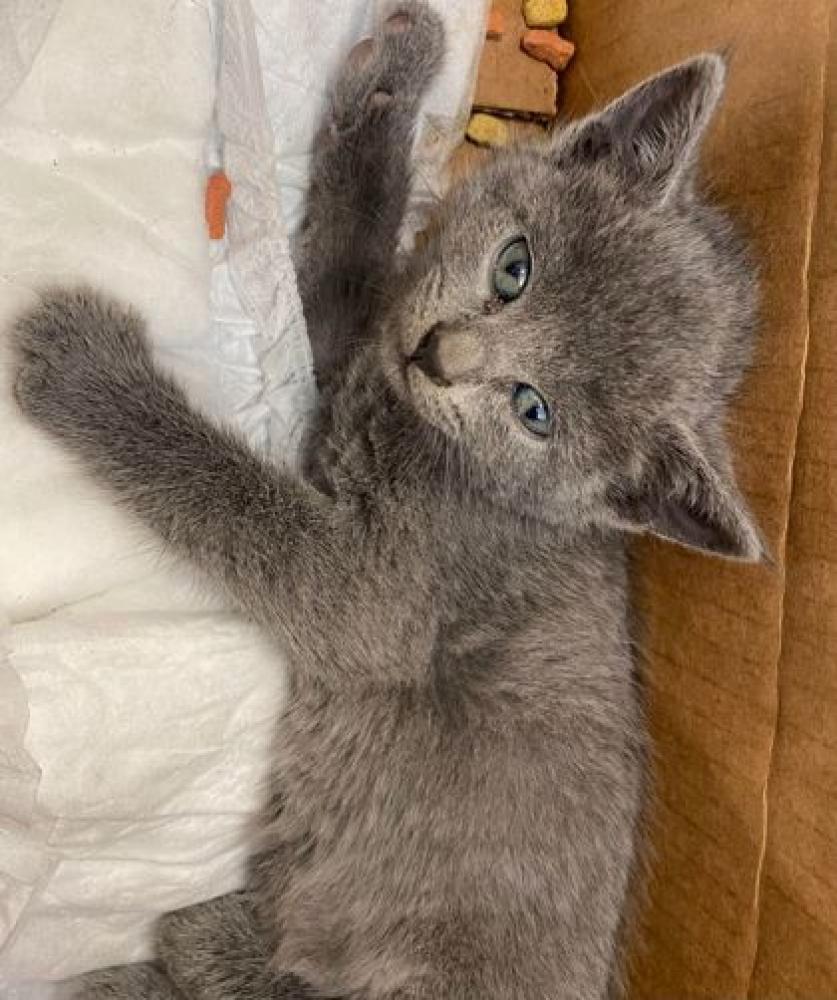 Shelter Stray Male Cat last seen Plank Rd, 70807, LA, Baton Rouge, LA 70820