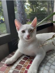 Reunited Female Cat last seen 43rd ave and 8th st, 6th st, & 4th st, Vero Beach, FL 32968