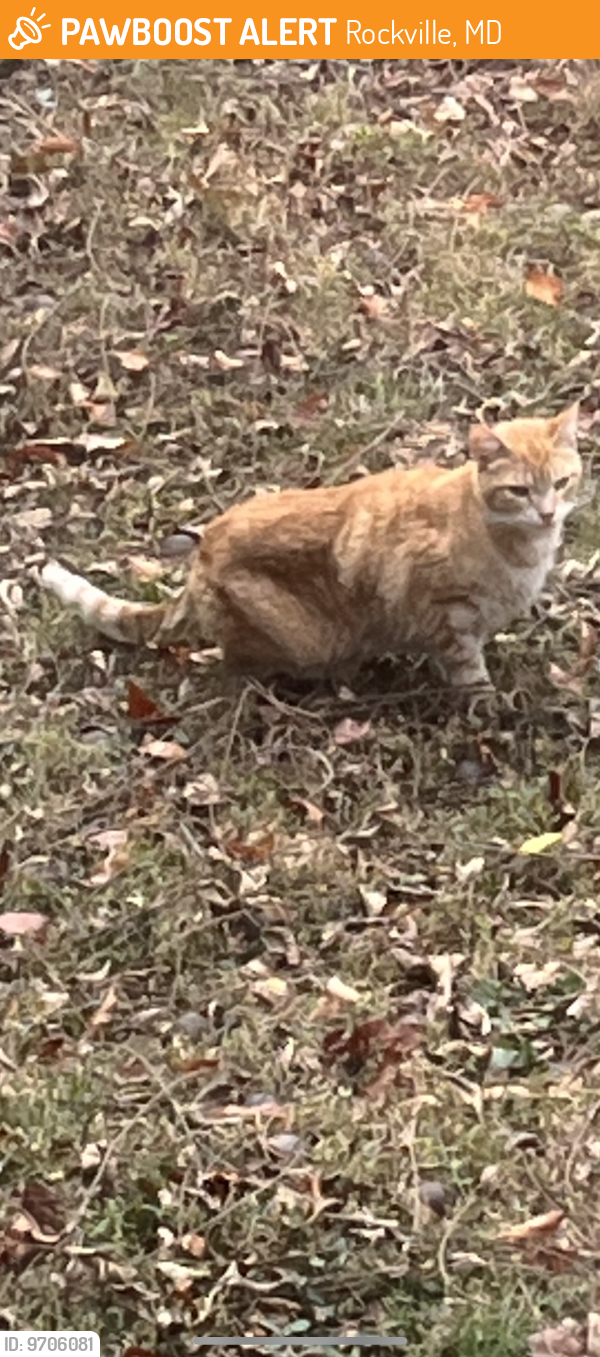 Found/Stray Unknown Cat last seen First and Veirs Mill, Rockville, MD 20851
