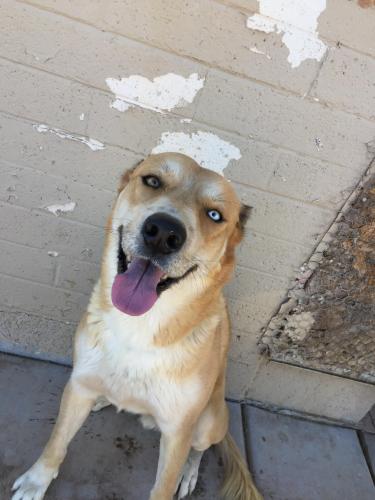 Lost Male Dog last seen W Earll Dr and 43 rd ave  , Phoenix, AZ 85031