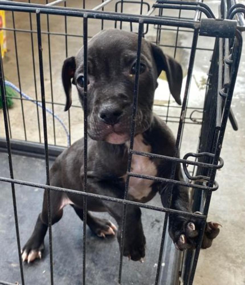 Shelter Stray Female Dog last seen Near ADAMS, 70802, LA, Baton Rouge, LA 70820