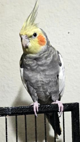 Lost Male Bird last seen South Westchester and Lincoln , Anaheim, CA 92801