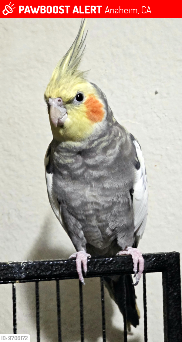 Lost Male Bird last seen South Westchester and Lincoln , Anaheim, CA 92801