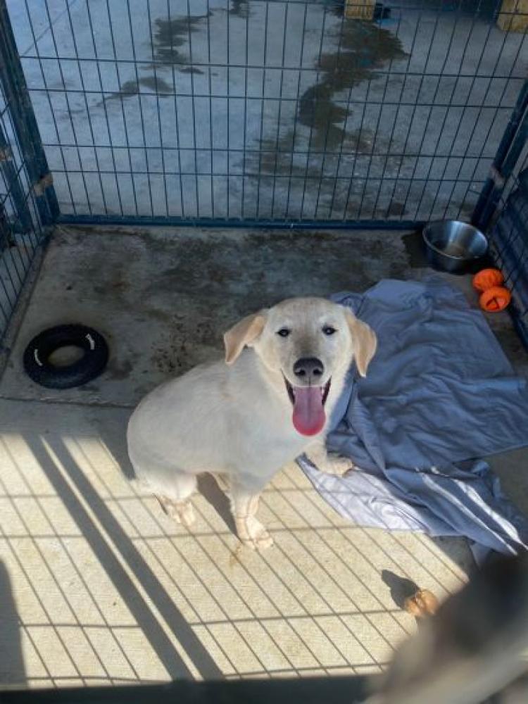 Shelter Stray Male Dog last seen Near Plank Rd, 70791, LA, Baton Rouge, LA 70820