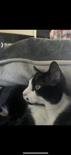 Lost Male Cat last seen Massachusetts and river rd, Bethesda, MD 20816