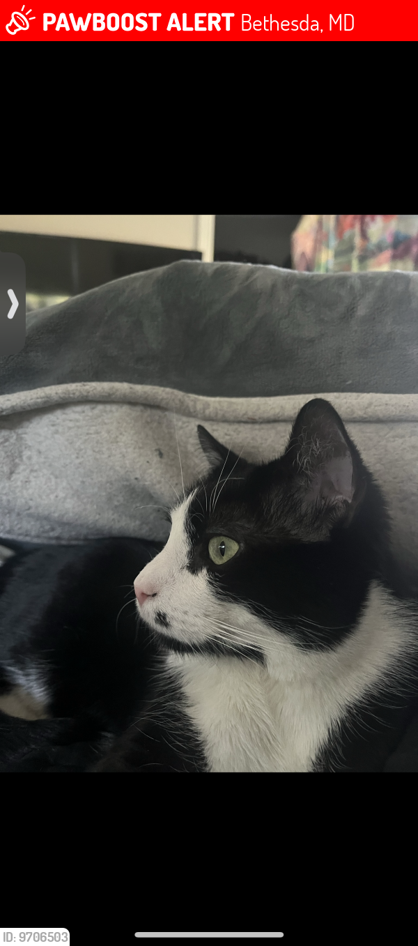 Lost Male Cat last seen Massachusetts and river rd, Bethesda, MD 20816