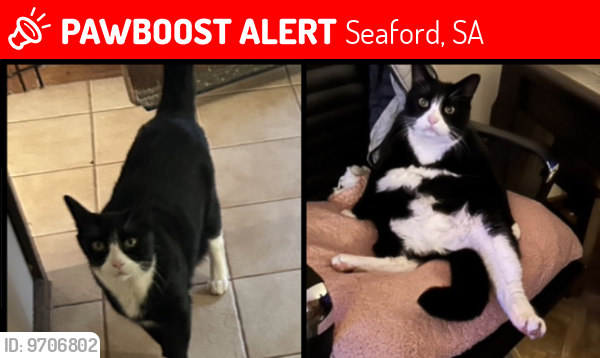 Lost Male Cat last seen tant Avenue and Yachtsman street, Seaford, SA 5169