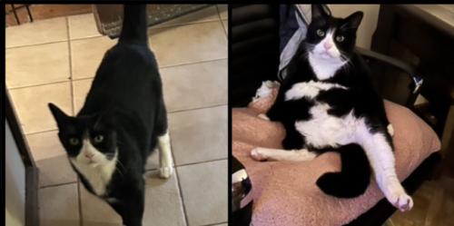Lost Male Cat last seen tant Avenue and Yachtsman street, Seaford, SA 5169