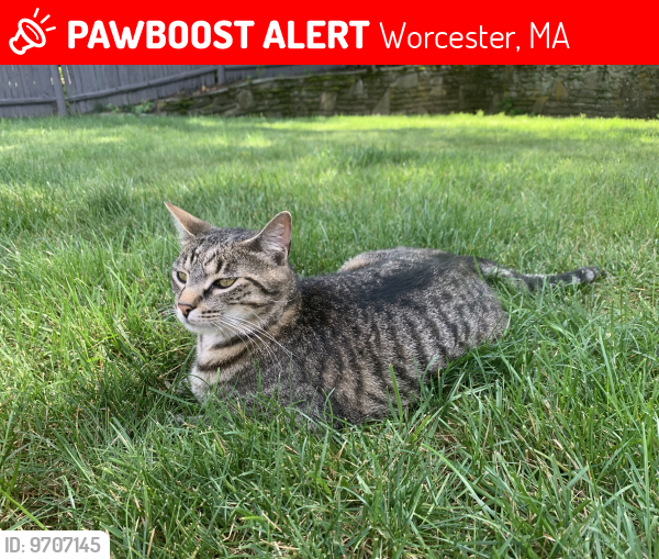 Lost Male Cat last seen Richmond Ave, Worcester, Worcester, MA 01602