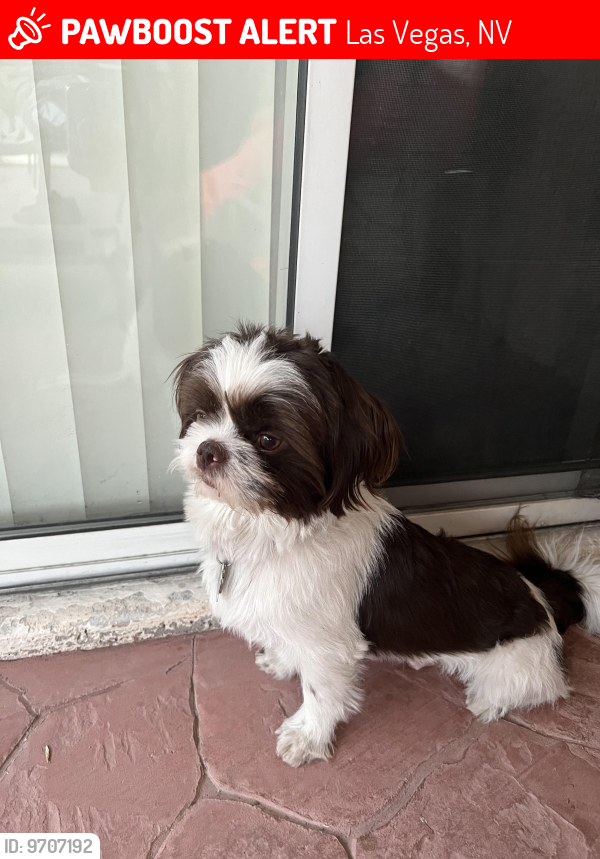 Las Vegas, NV Lost Male Dog, King Is Missing | PawBoost