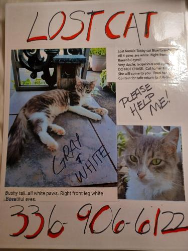 Lost Female Cat last seen Near Memorial Park, Asheboro, NC 27203