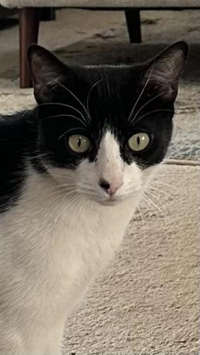 Lost Male Cat last seen 57th St and E Hillery Drive, Scottsdale, AZ 85254