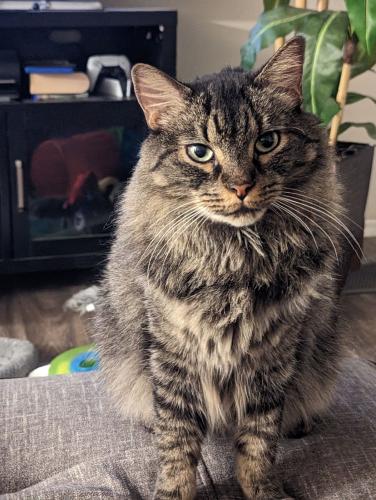 Lost Male Cat last seen Lakeview apmts off Power and Baseline Rd, Mesa, AZ 85209