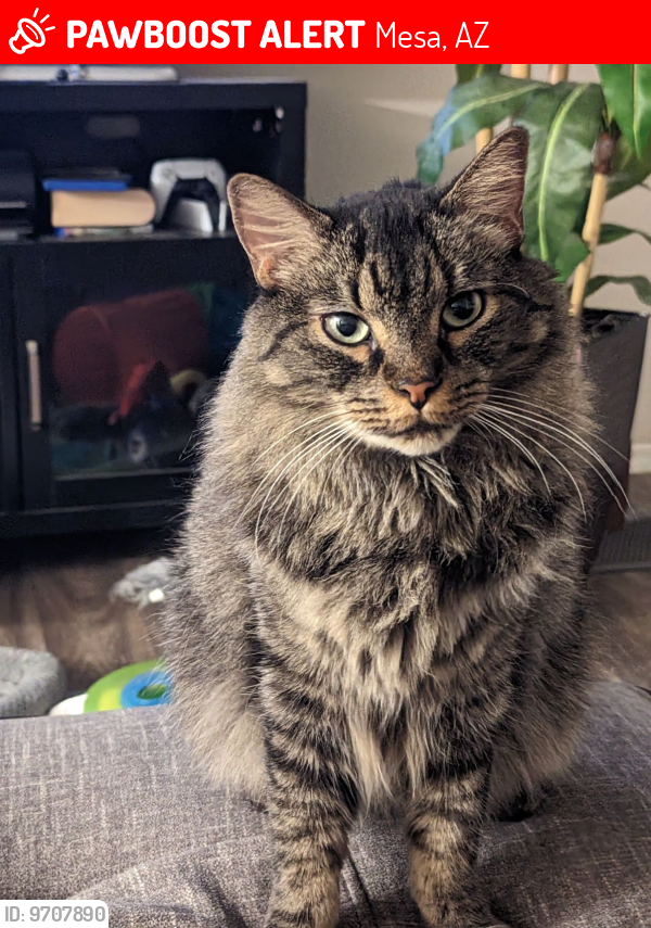 Lost Male Cat last seen Lakeview apmts off Power and Baseline Rd, Mesa, AZ 85209