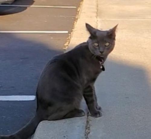 Lost Male Cat last seen College and 76 , Oceanside, CA 92057