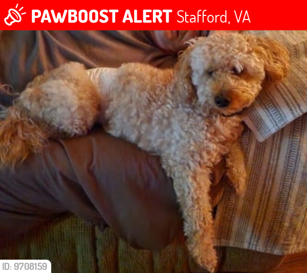 Lost Male Dog last seen Tracey Street , Stafford, VA 22554