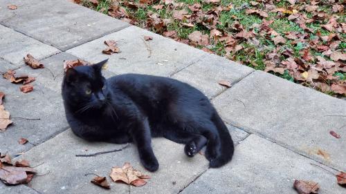 Lost Male Cat last seen Chamblee Tucker & Gladney Drive, Atlanta, GA 30340