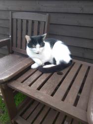 Lost Male Cat last seen Ifor Hael Road , Rogerstone, Wales 