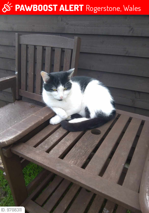 Lost Male Cat last seen Ifor Hael Road, Rogerstone, Wales 