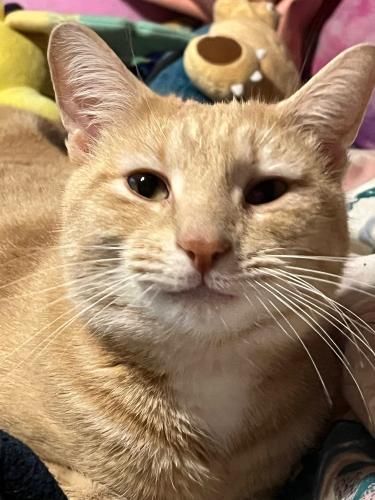 Lost Male Cat last seen East Rosedale, South Franklin, West Chester, PA 19382