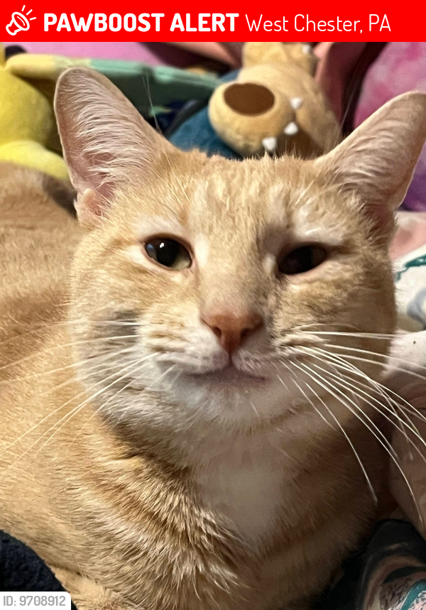 Lost Male Cat last seen East Rosedale, South Franklin, West Chester, PA 19382