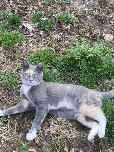 Lost Female Cat last seen Camp Creek RD, Ridgeview Nellis RD, Ridgeview, WV 25169