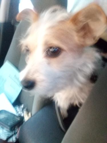 Lost Male Dog last seen Motel 6 central and tramway, Albuquerque, NM 87123