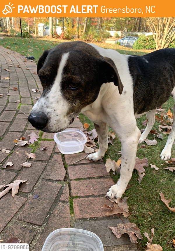 Found/Stray Male Dog in Greensboro, NC 27405 (ID 9709086) PawBoost