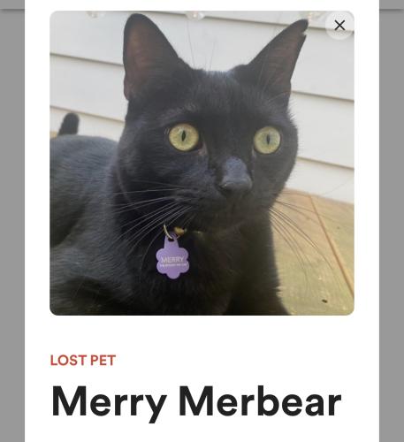 Lost Male Cat last seen Deming Circle and Roswell Road , Sandy Springs, GA 30342