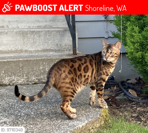 Lost Male Cat last seen NW 201st ST & 14th PL NW, Shoreline, WA 98177