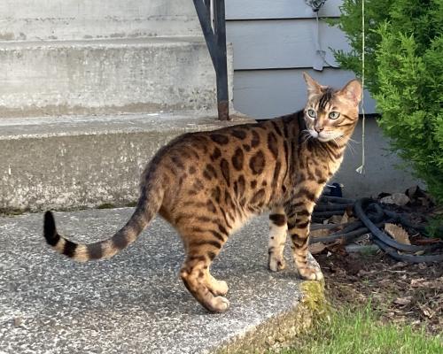 Lost Male Cat last seen NW 201st ST & 14th PL NW, Shoreline, WA 98177
