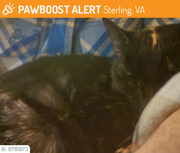 Found/Stray Female Cat last seen Magnolia road, Sterling, VA 20164