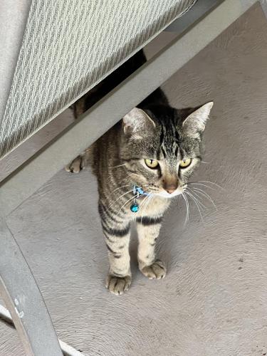 Lost Male Cat last seen Home, Bakersfield, CA 93313
