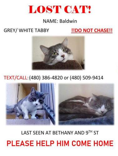 Lost Male Cat last seen Bethany and 9th street, Phoenix, AZ 85014
