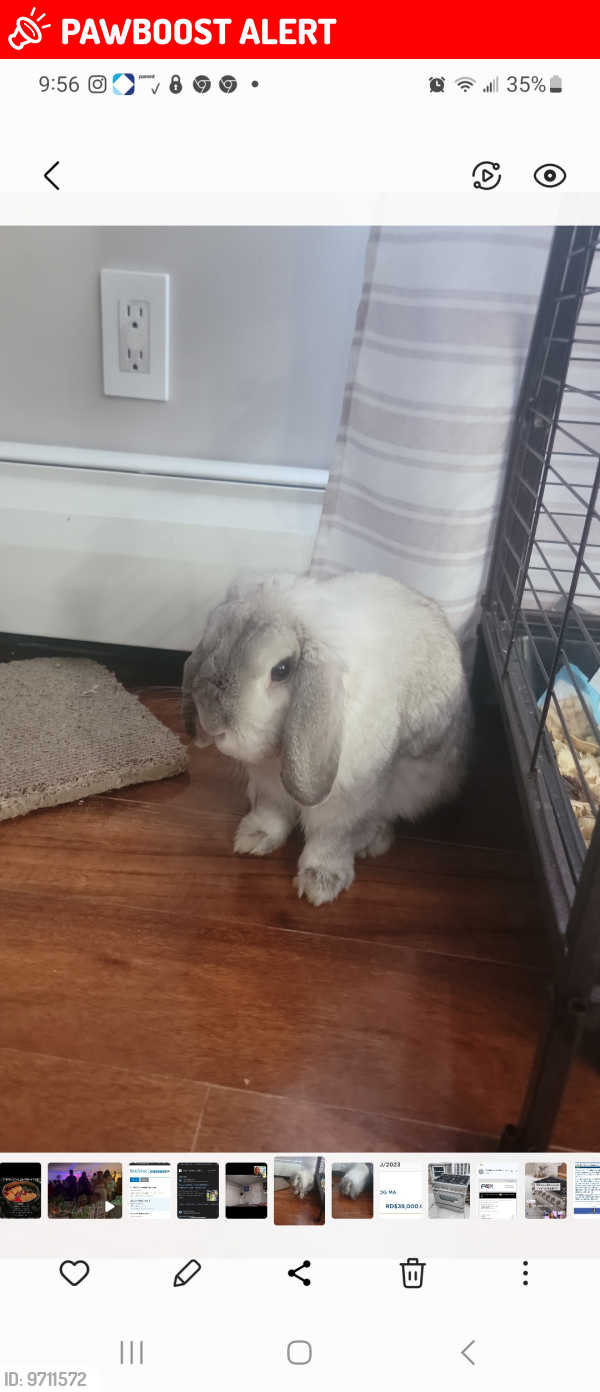 Missing One Rabbit Hamilton Township, NJ Lost Male Rabbit, Badbunny Is Missing | PawBoost