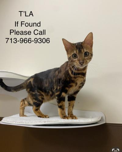 Lost Female Cat last seen Castle park lane , Fulshear, TX 77441