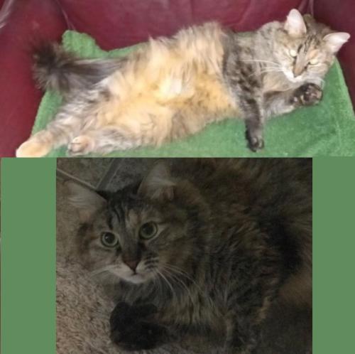Lost Female Cat last seen Near S, Summerfield Lane, Washington, UT 84780