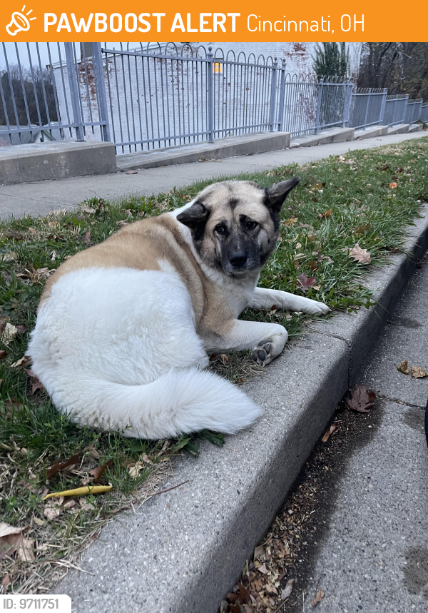 Cincinnati, OH Stray Male Dog Found Near Chateau and Maryland | PawBoost