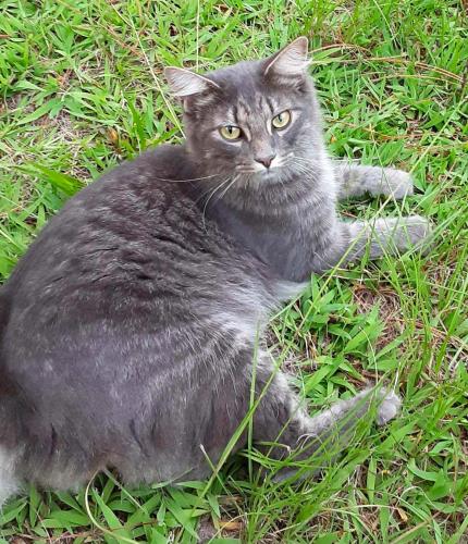 Lost cat reunited in Carthage, NC