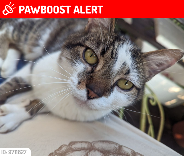 Lost Male Cat last seen Coleman Trail and Ballew Road Travelers Rest, SC, Greenville County, SC 29690