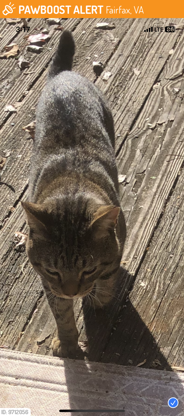 Found/Stray Male Cat last seen Near Maple Lane Fairfax Va.22031, Fairfax, VA 22031