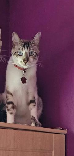 Lost Male Cat last seen CO4 3PY , Essex, England CO4 3PY