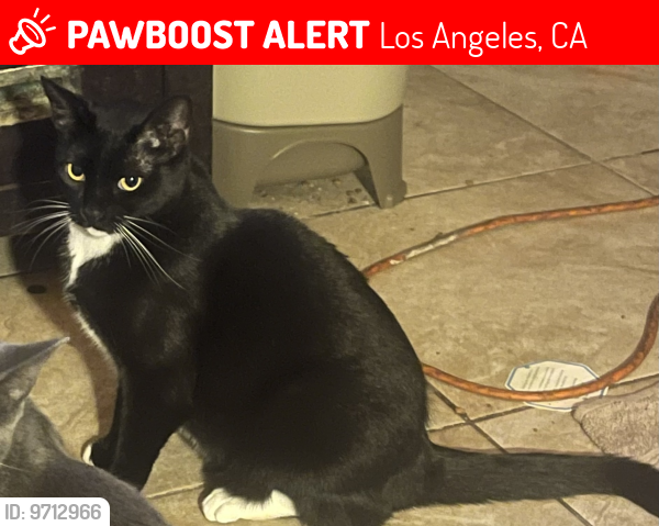 Lost Female Cat last seen Meadowbrook, Los Angeles, CA 90019