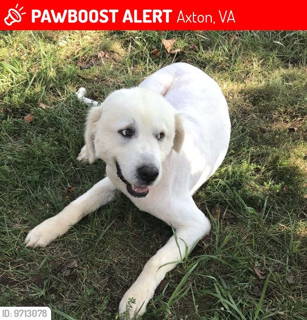 Lost Female Dog last seen Giles road Axton Virginia , Axton, VA 24054