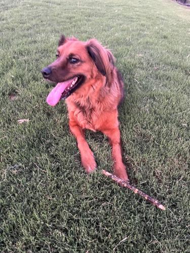 Male Mini Dachshund Puppies for Sale in Rogers, Arkansas.