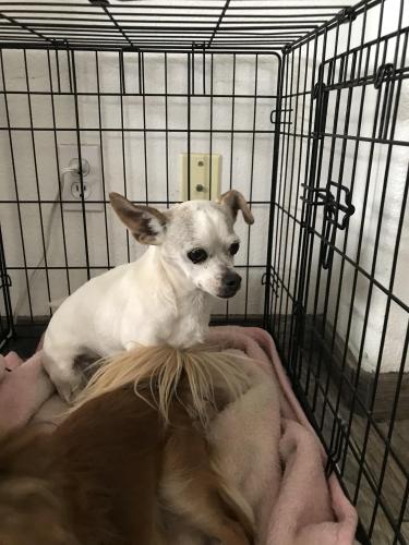 Lost Male Dog last seen Elizabeth and Southern , Albuquerque, NM 87123