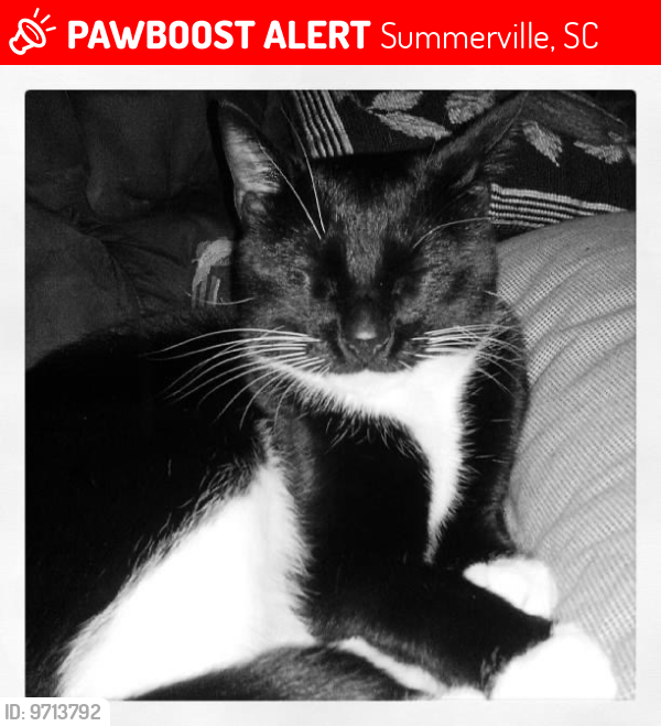 Lost Male Cat last seen Near Froman drive , Summerville, SC 29483