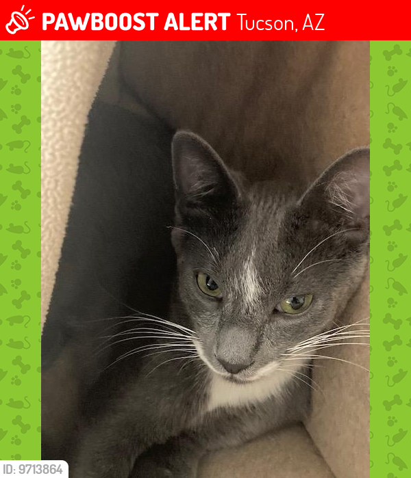 Lost Male Cat last seen Old Father, Hobby Horse Road, Tucson, AZ 85741