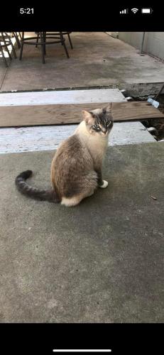 Lost Female Cat last seen 32nd st ne & Broadway , Rochester, MN 55906